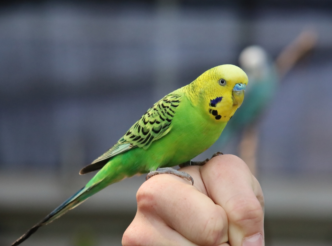 A green parakeet perched gently on a person's hand