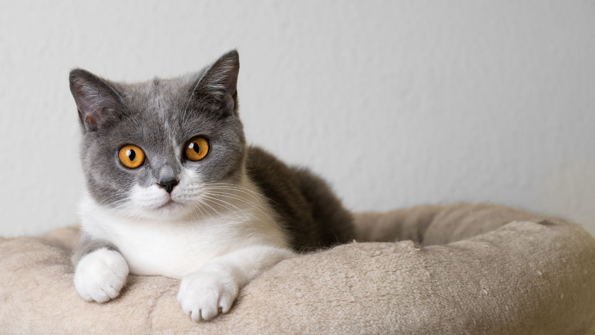 A gray and white cat comfortably sitting atop a bed