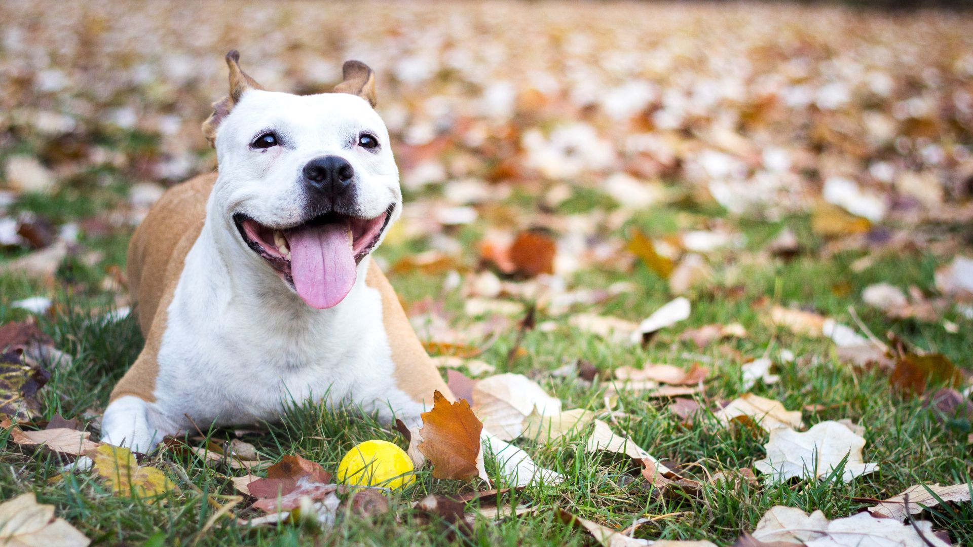 Animal Alley Veterinary Hospital Tour | Vet Clinic In Saginaw, MI