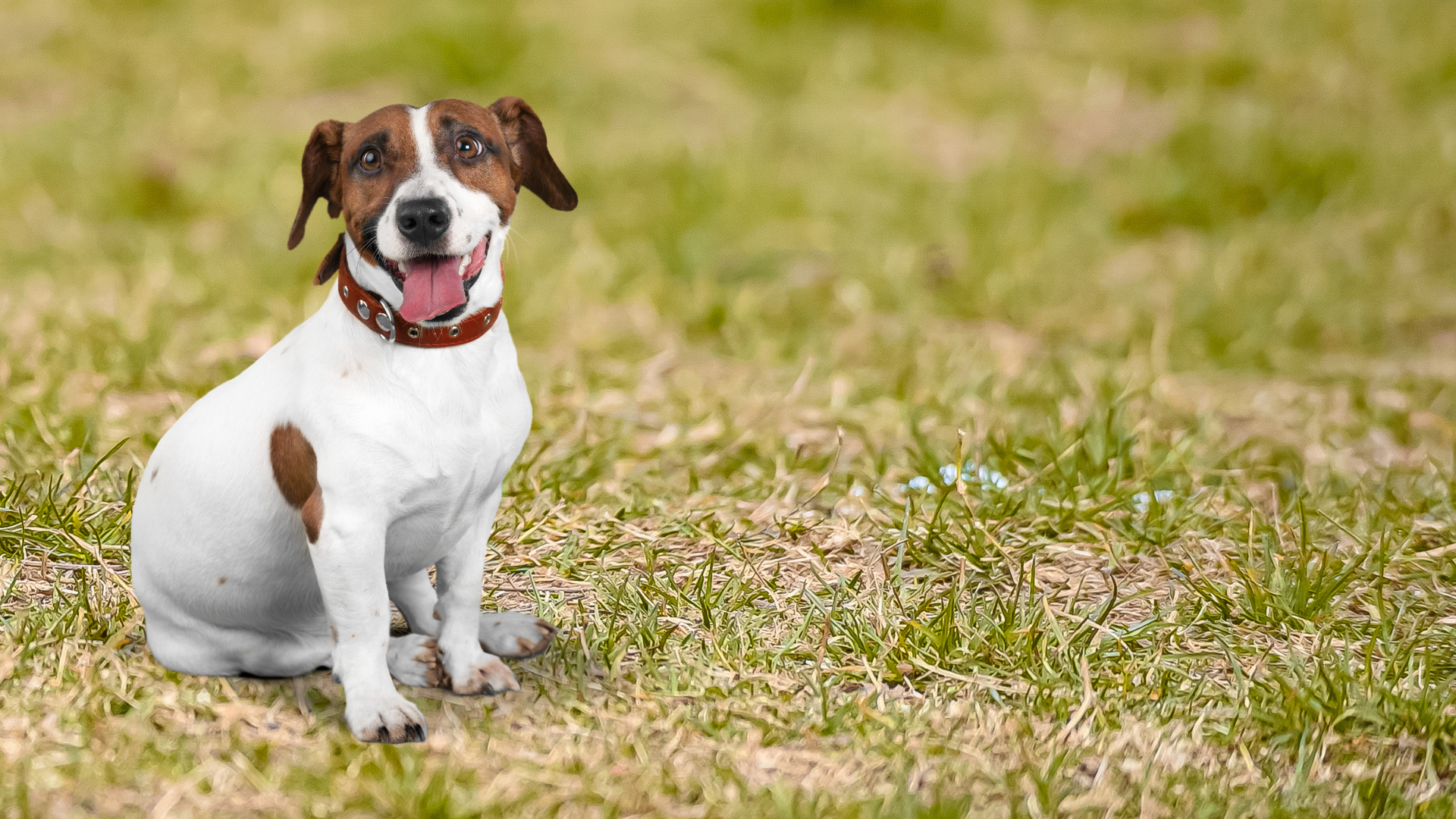 A cheerful dog with its tongue out sits on the grass