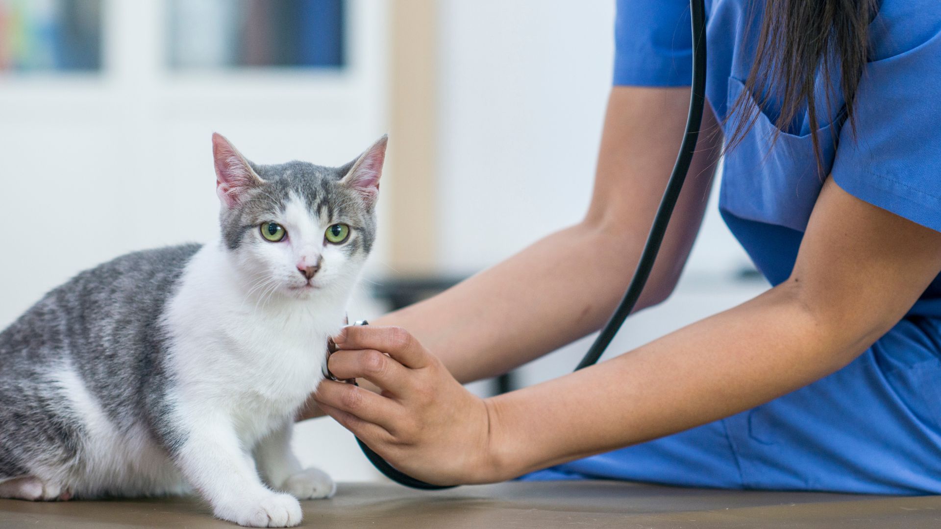 A woman uses a stethoscope to examine a cat