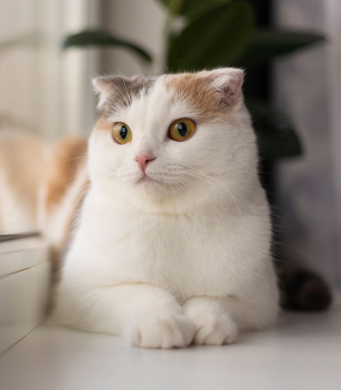 A brown cat comfortably sitting on a window sill