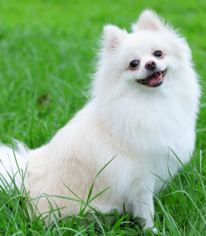 A white Cute dog sitting gracefully on lush green grass