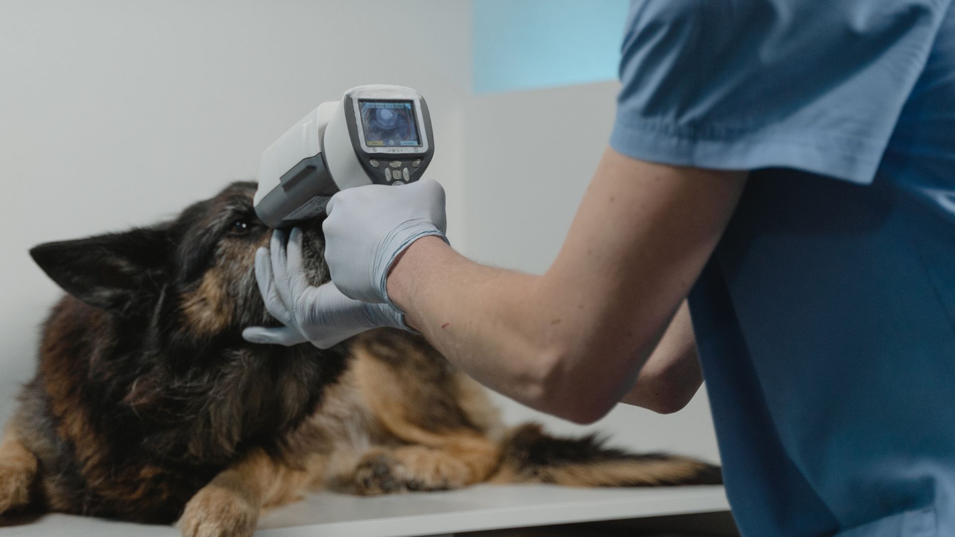 A vet examines a dog eye using an electronic device