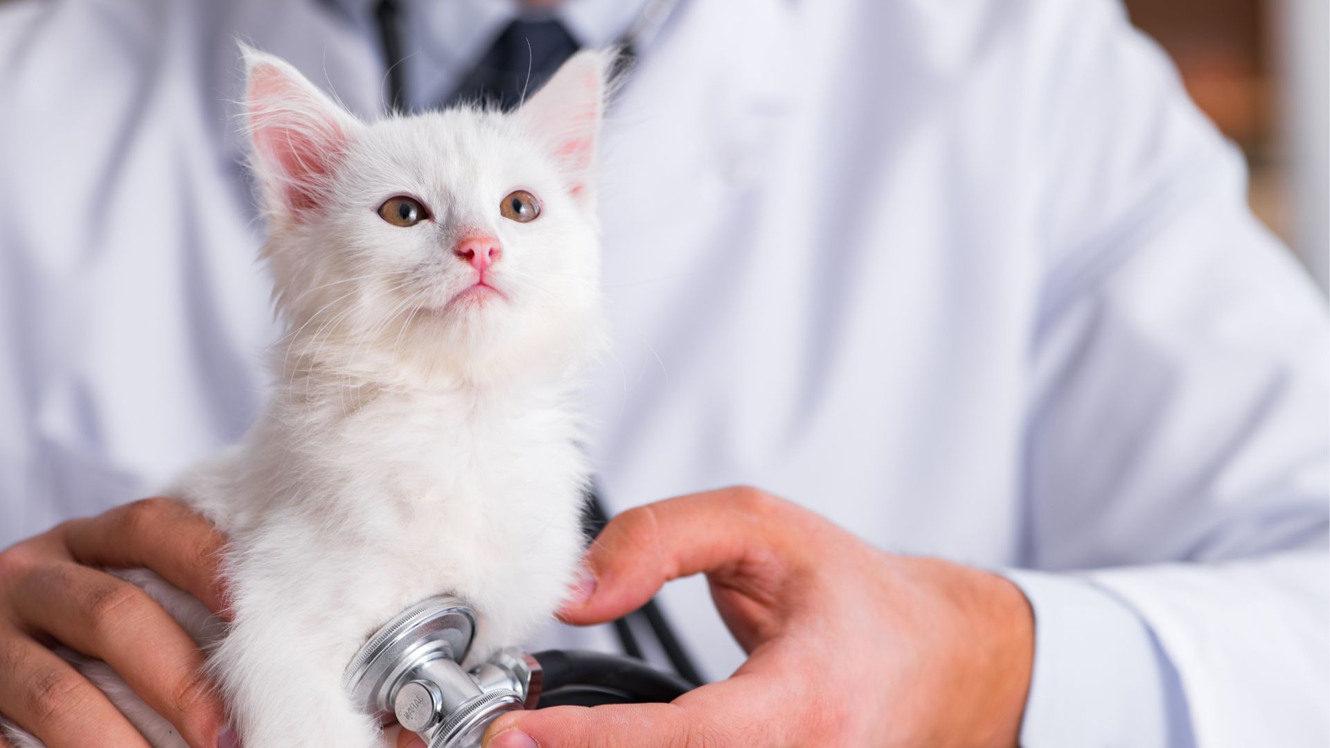 A white kitten being gently examined by a veterinarian in a clinical setting