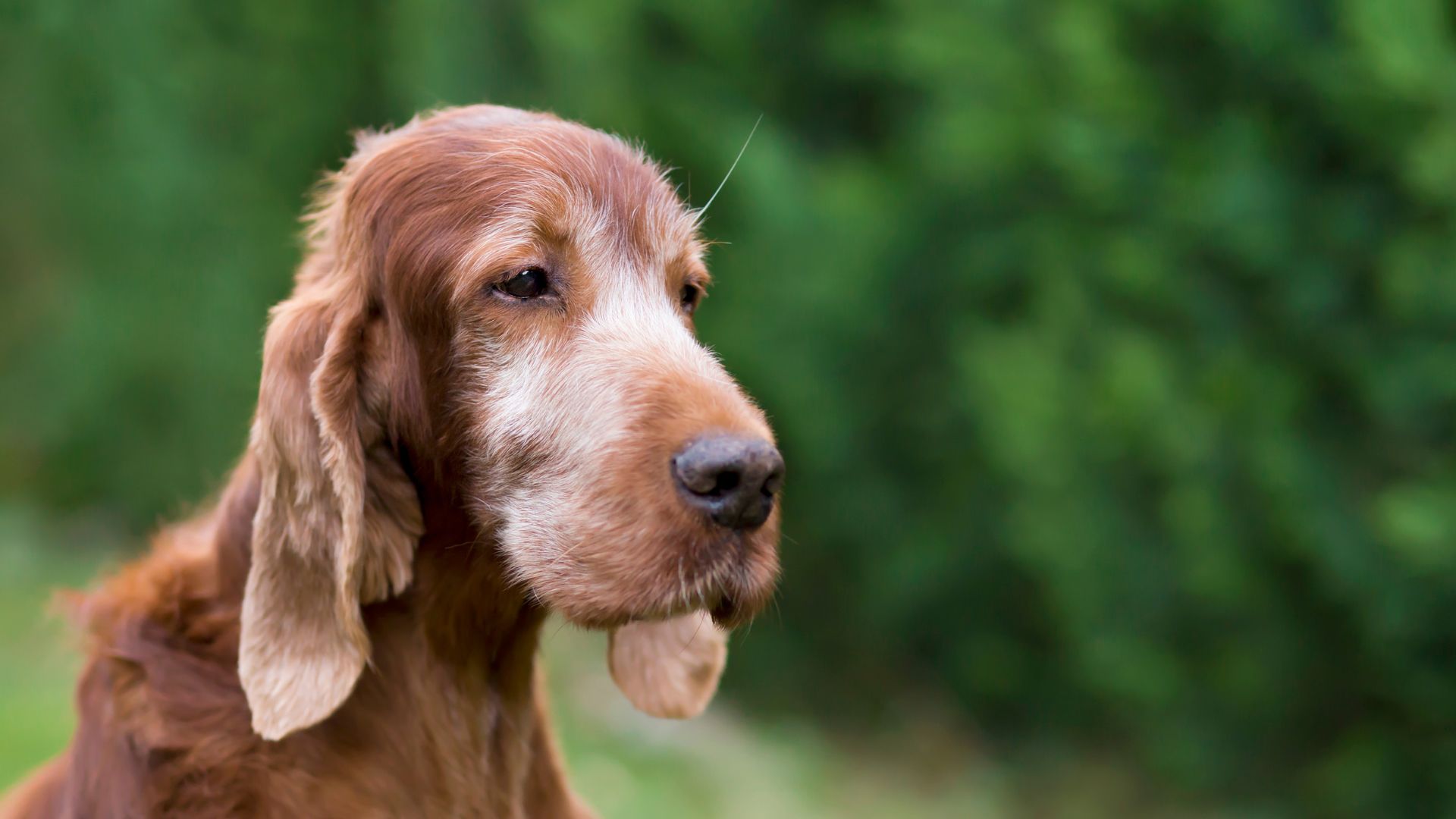 A long-haired brown dog sitting peacefully in a lush green grass field