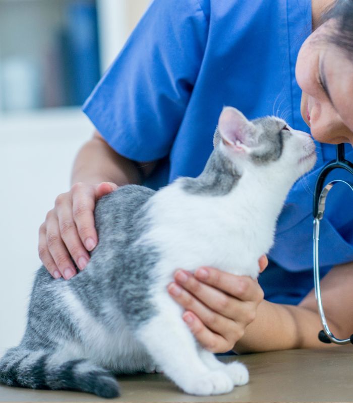 A woman dressed in blue scrubs is affectionately petting a cat