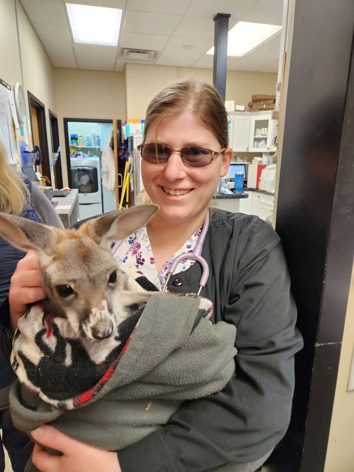 vet team with a kangaroo