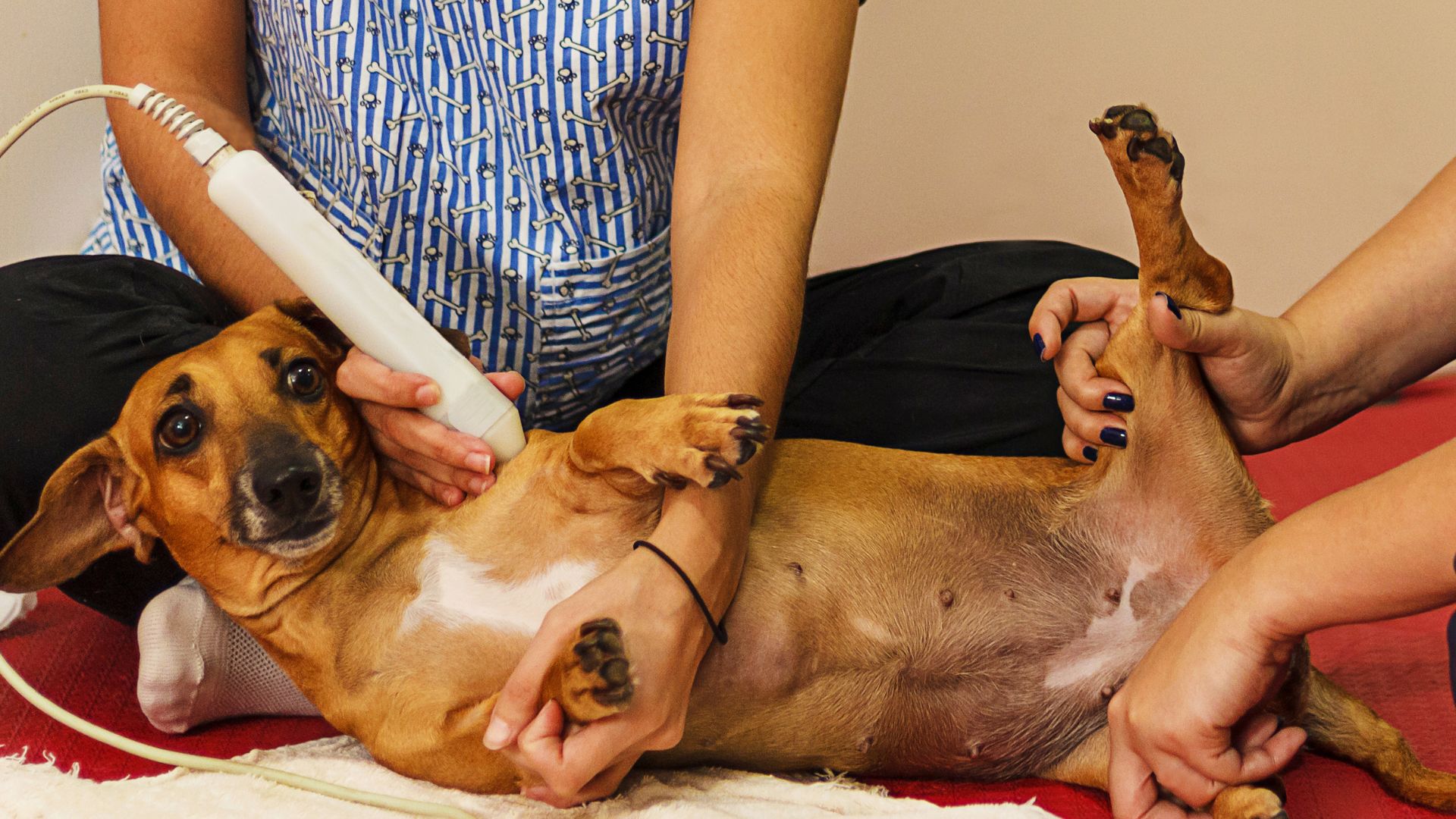 A dog is receiving laser treatment by vet