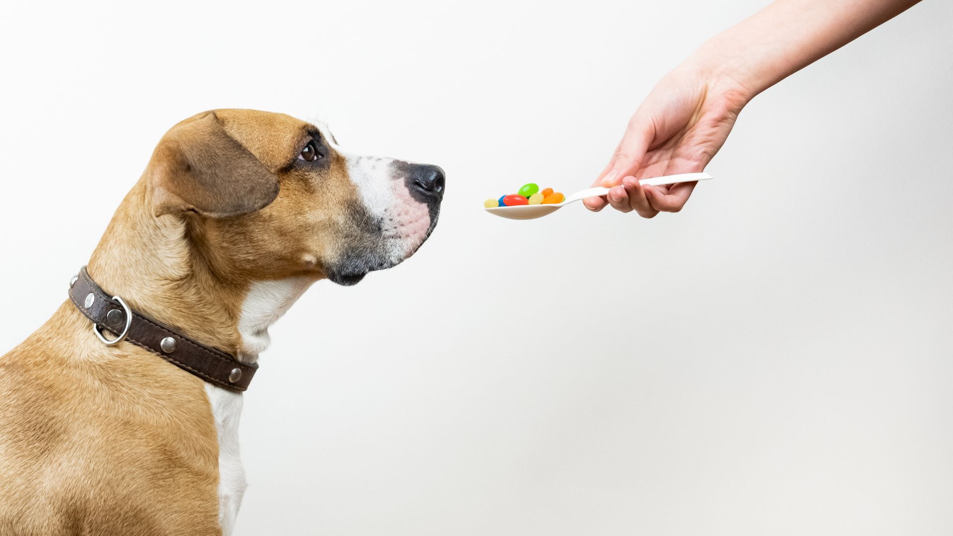 A person offering a spoon of medicine to a dog