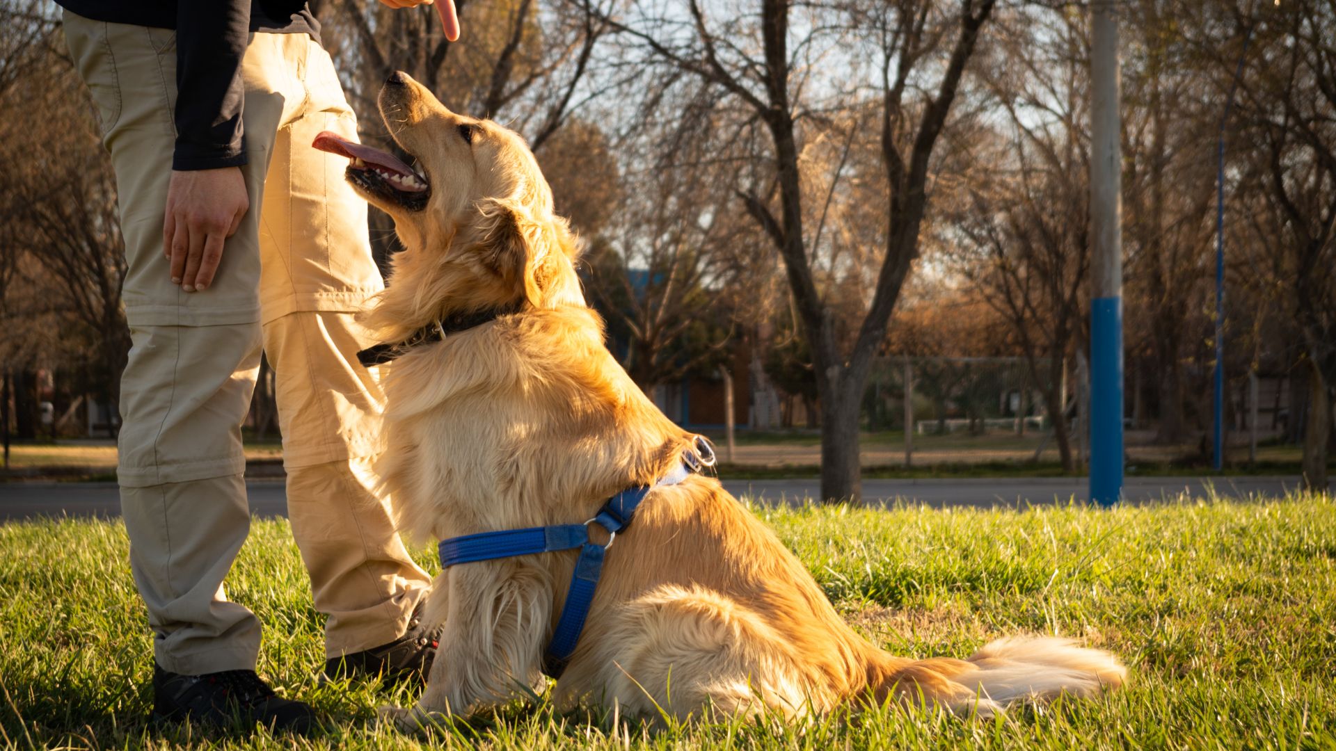 A dog is receiving training from a person