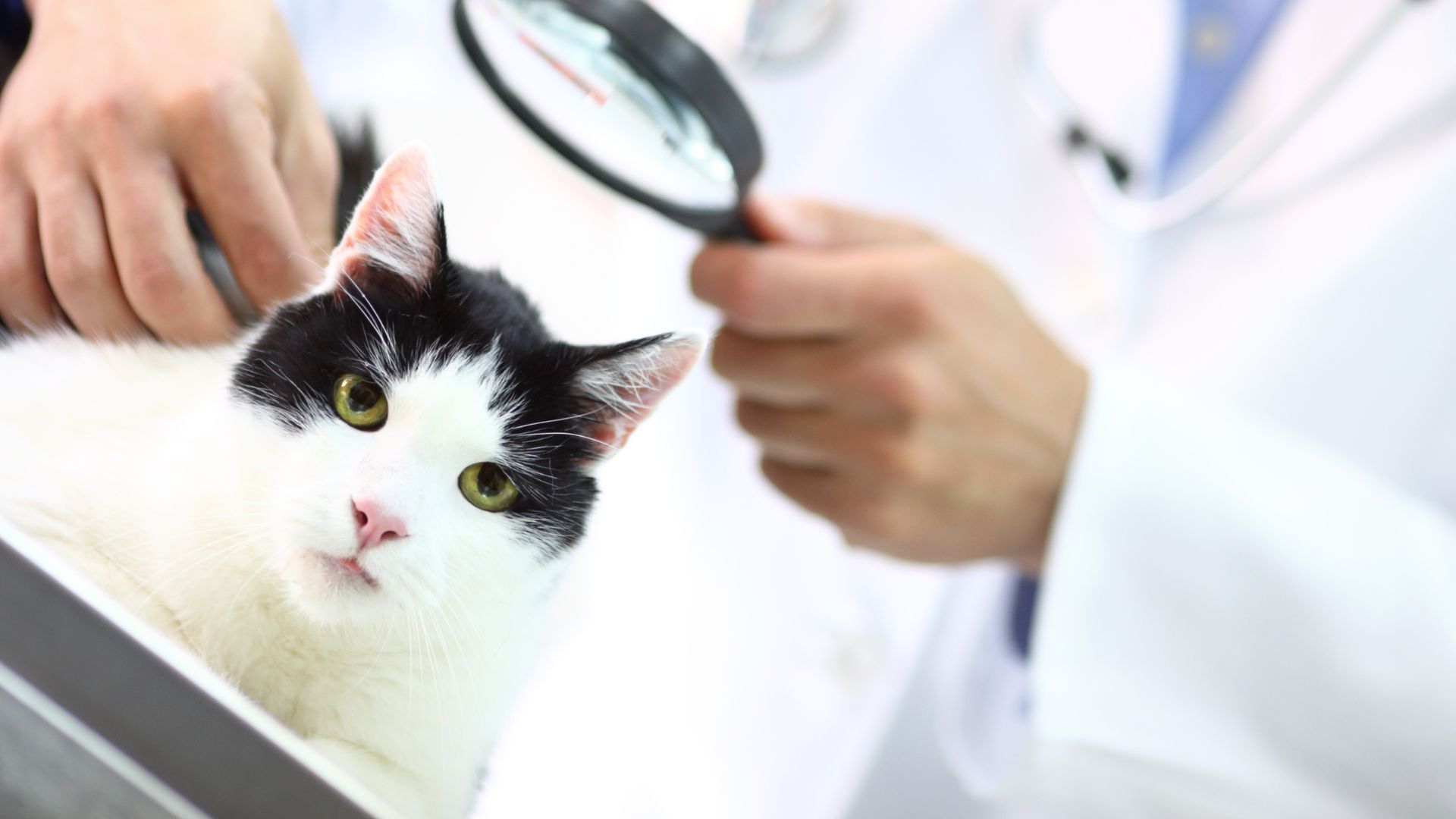 a vet examines a cute cat