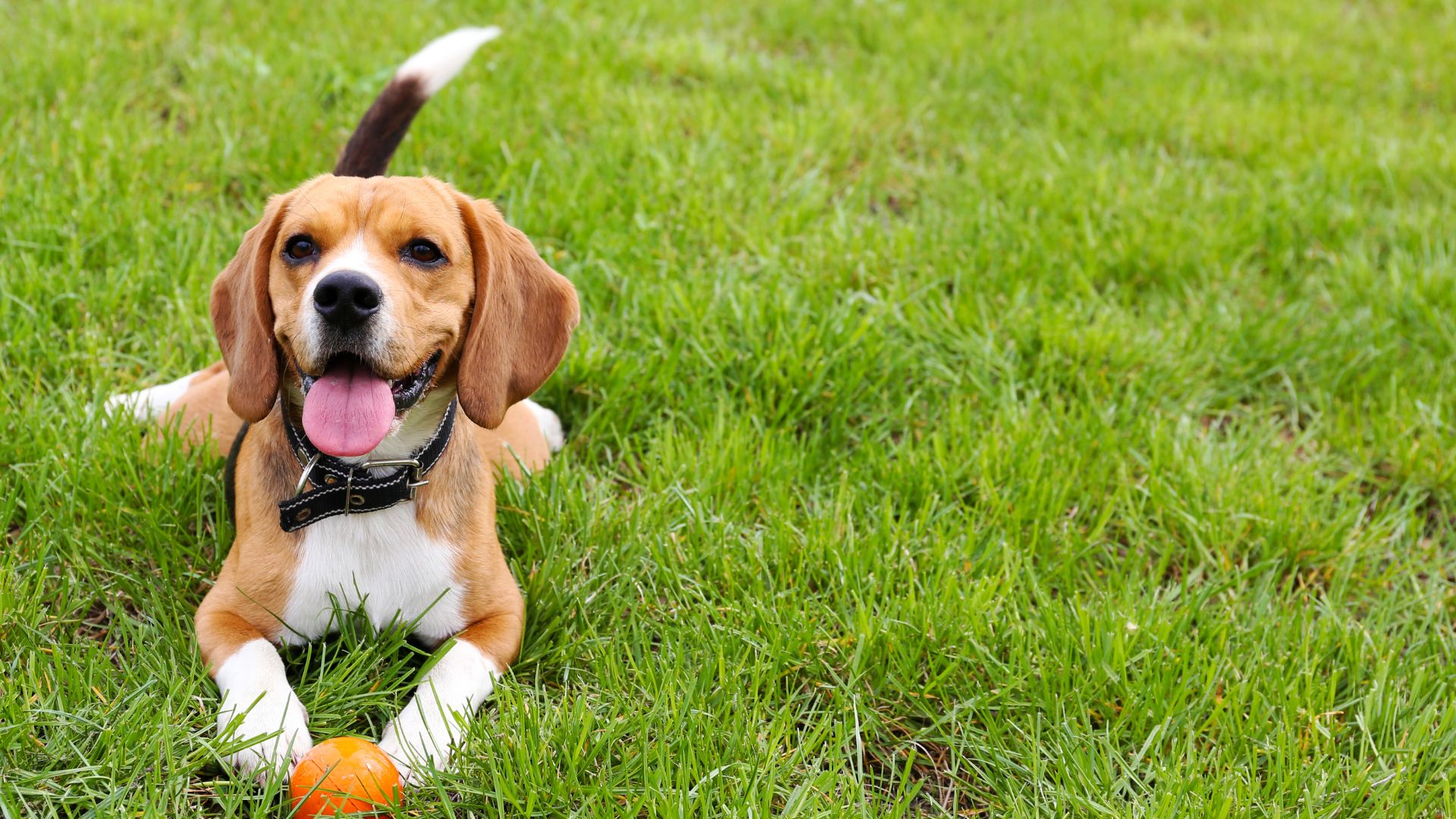 A beagle dog is resting in the grass