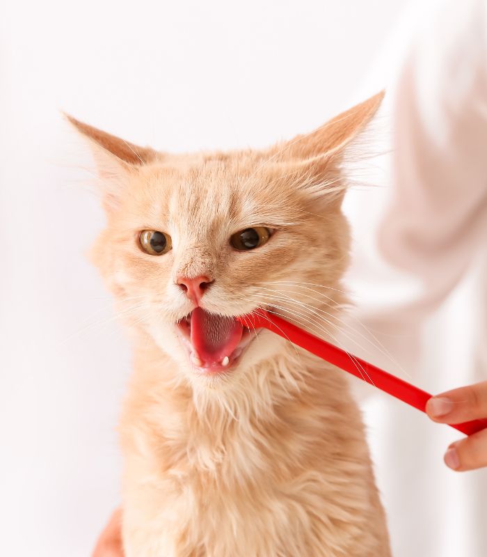 A person is gently brushing the teeth of a cat