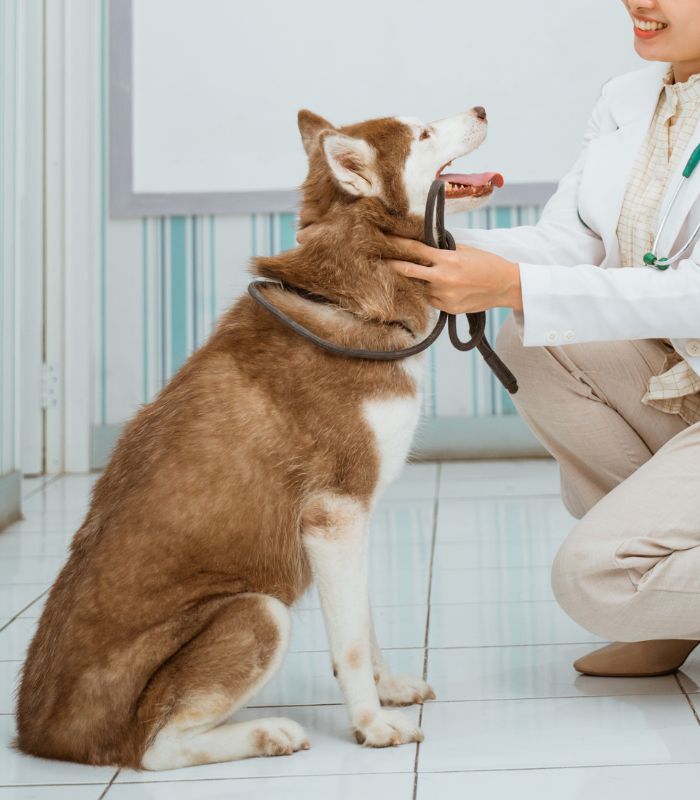 A vet wearing a stethoscope petting a dog