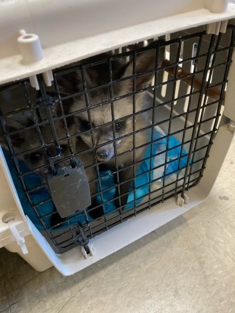 dox sitting in a carrier