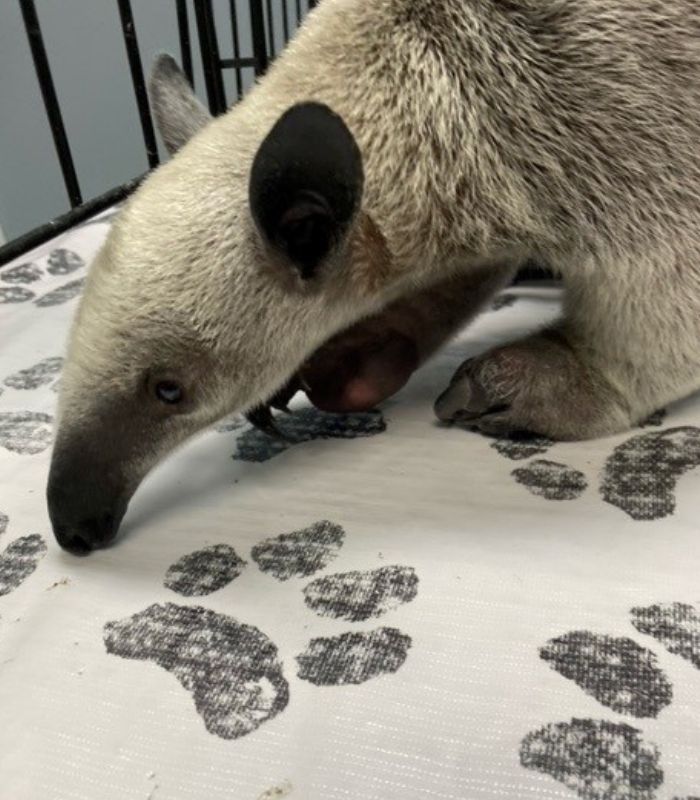 anteater