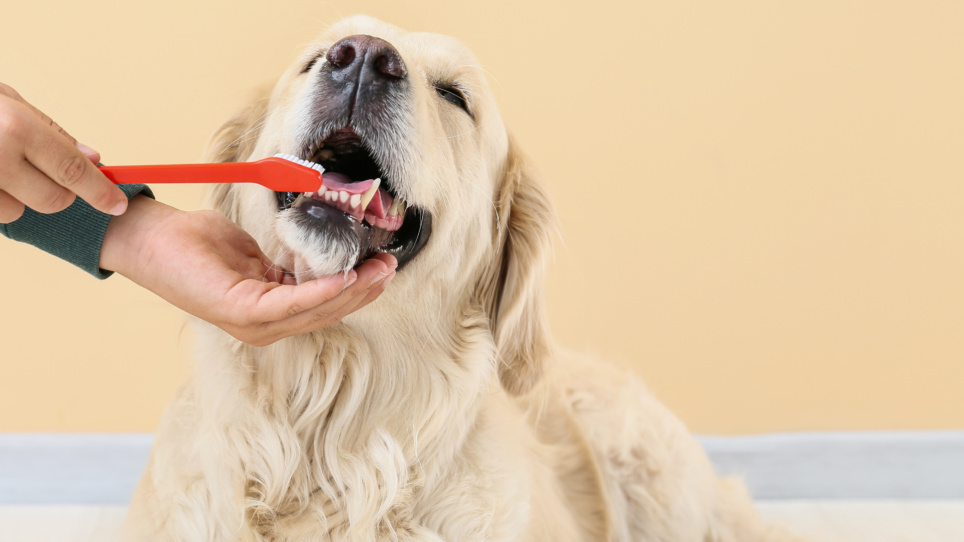 person brushing dogs teeth