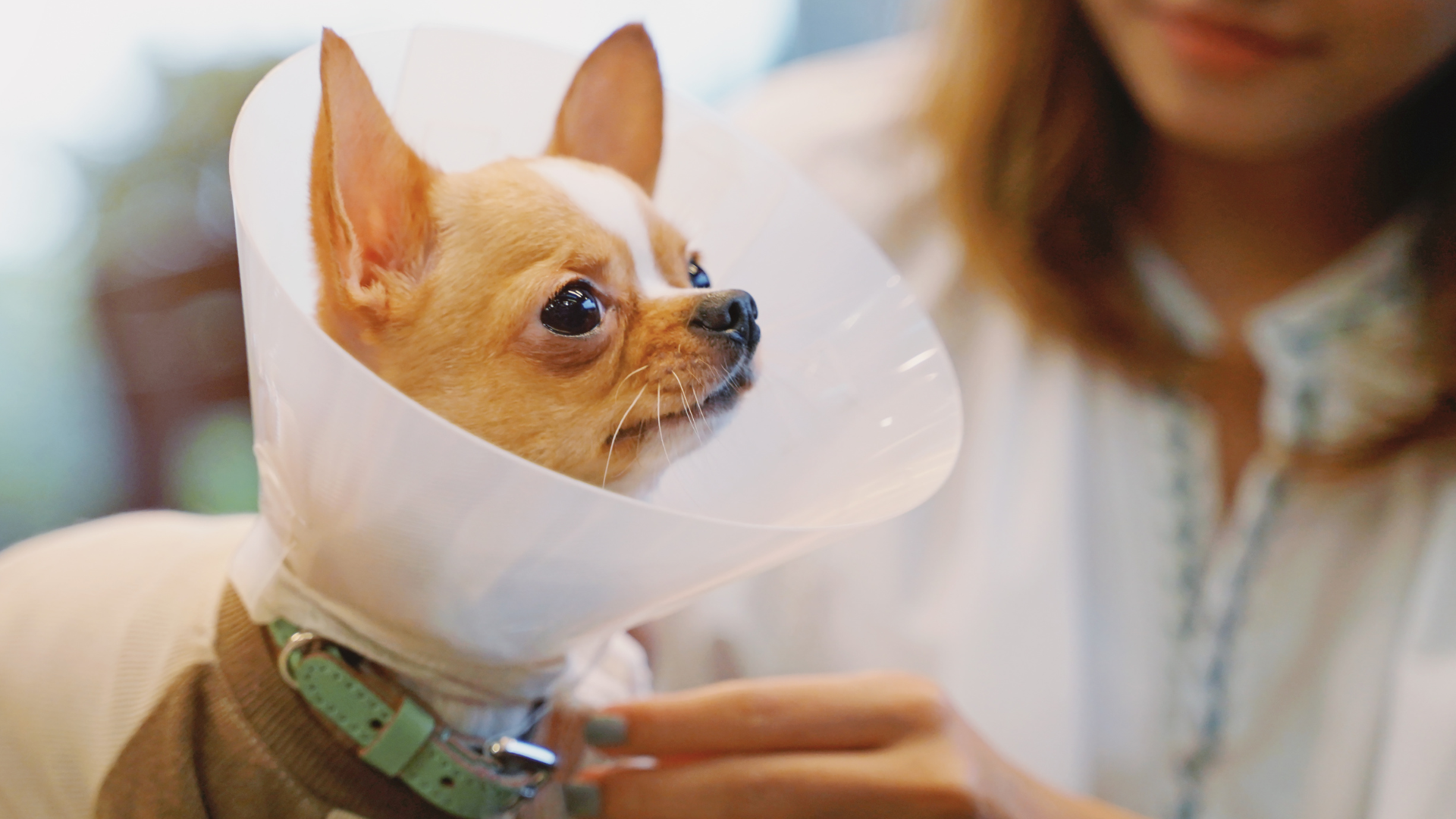 dog wearing surgery cone