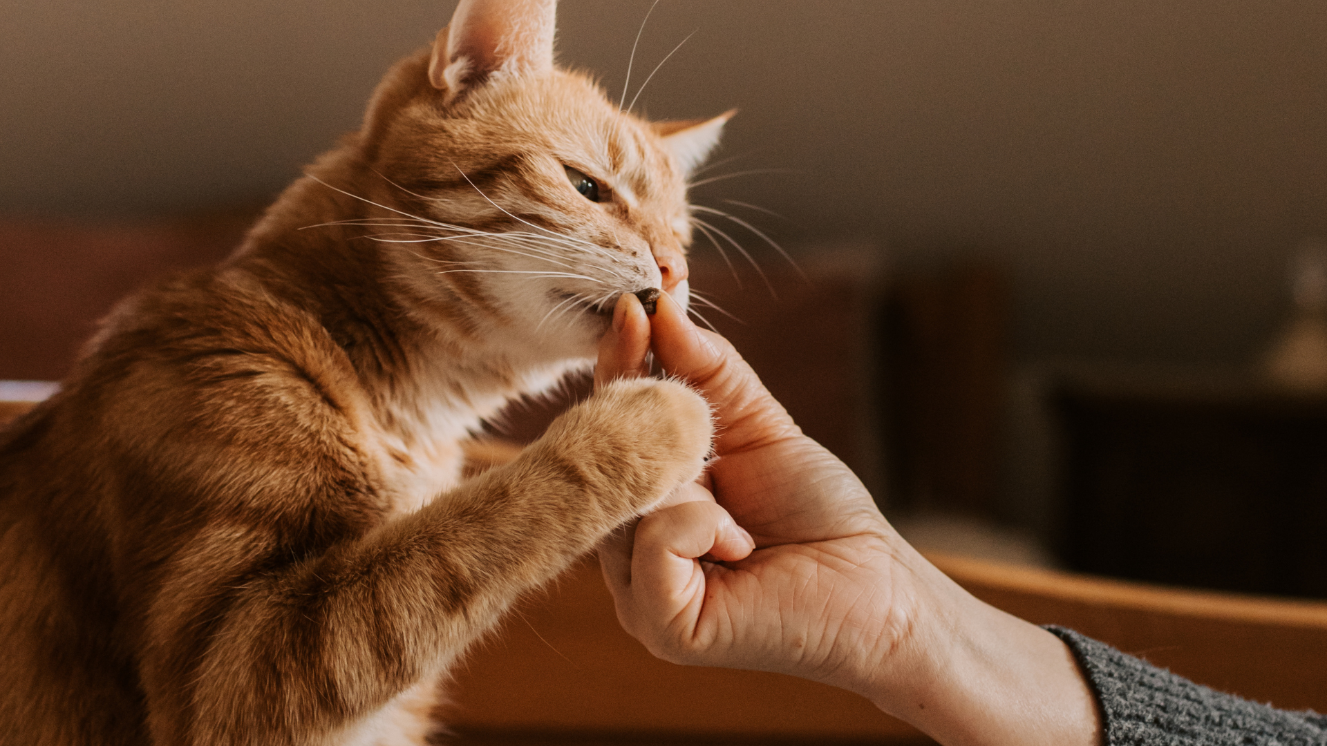 cat getting a treat