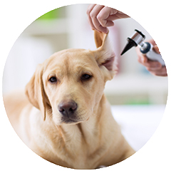 Person administering ear drops to a beige dog