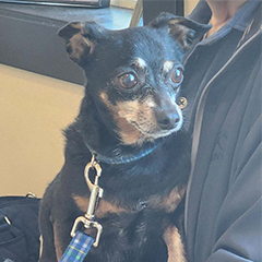 a dog with a leash sitting beside a person